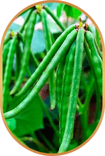 Choline ingredient used in LivPure